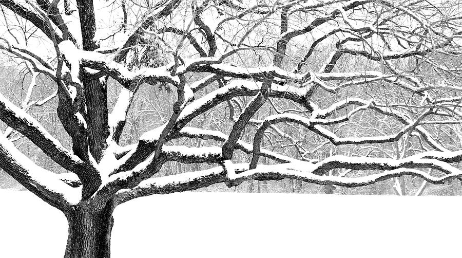 Winter Oak Photograph by Christopher McKenzie