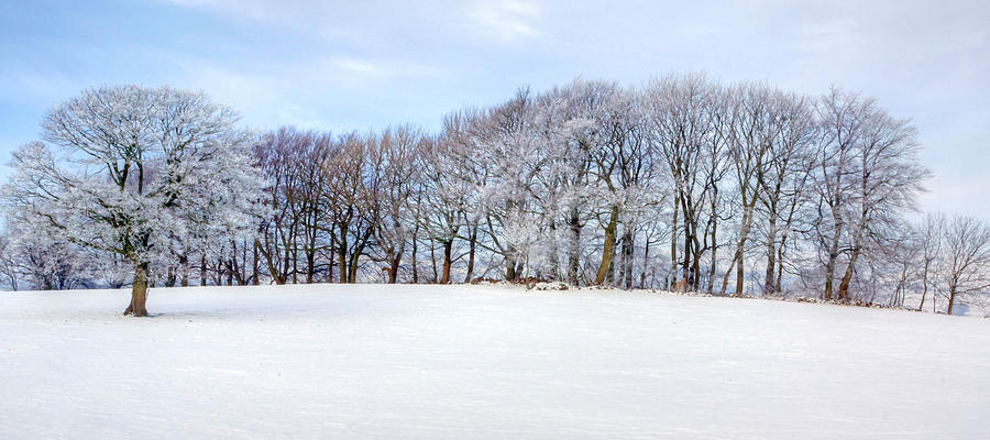 Winter Oak Photograph by David Birchall