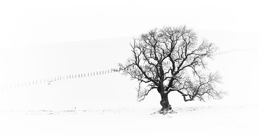 Winter Oak Tree Photograph by Tim Gainey