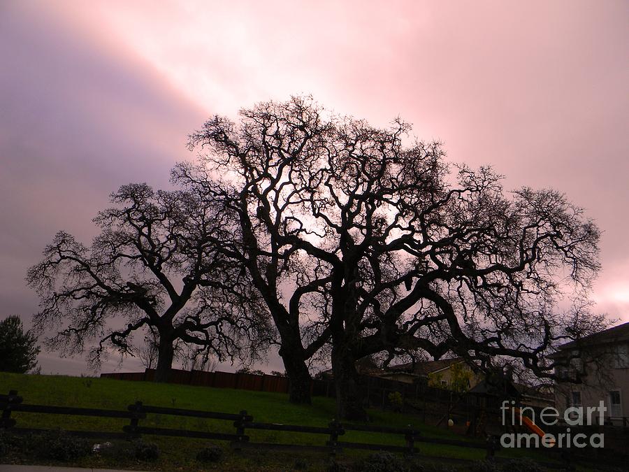 Winter Oak Trees  Photograph by DJ Laughlin