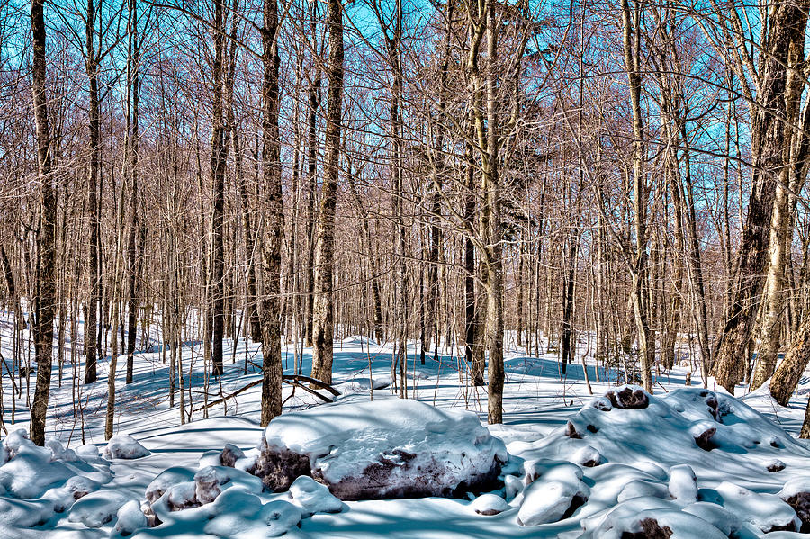Winter Photograph - Winter on Rondaxe Road - Old Forge New York by David Patterson