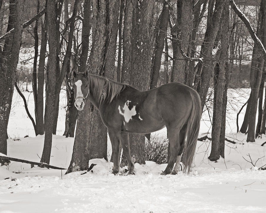 Winter on the Farm Black and White Photograph by Kristen Mohr - Fine ...