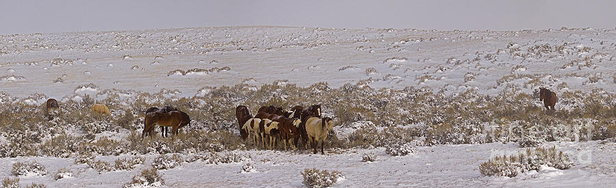 Winter On The McCullough Range  16x52 Photograph by J L Woody Wooden