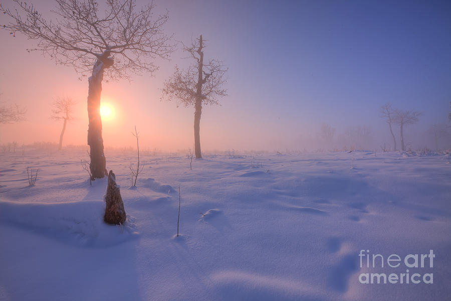 Winter on the Pasture Photograph by Dan Jurak