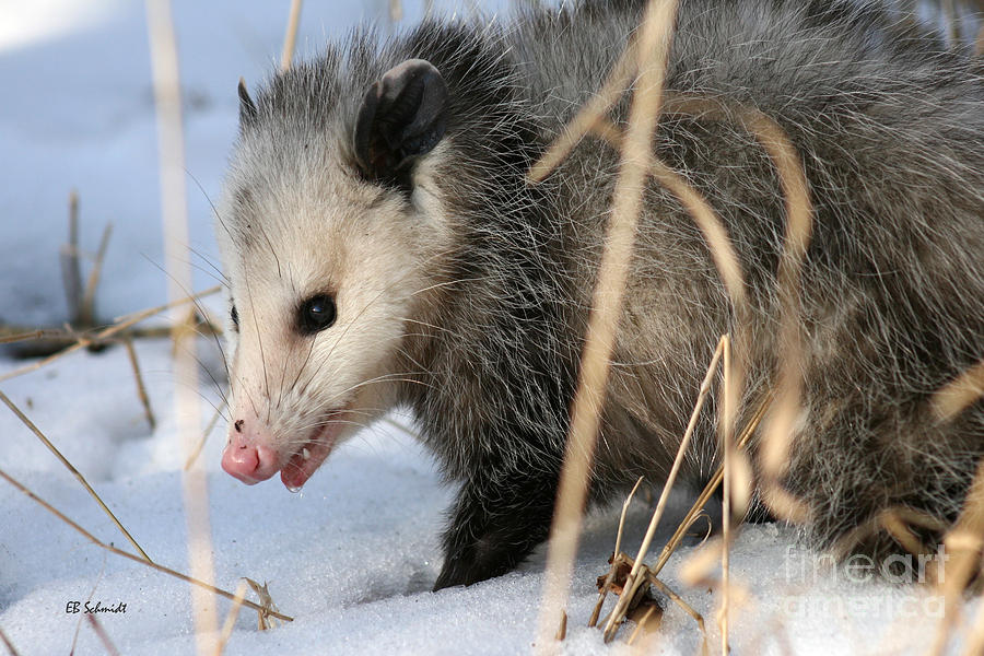 Winter Photograph - Winter Opossum by E B Schmidt