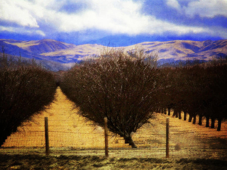 Winter Orchard Photograph by Timothy Bulone