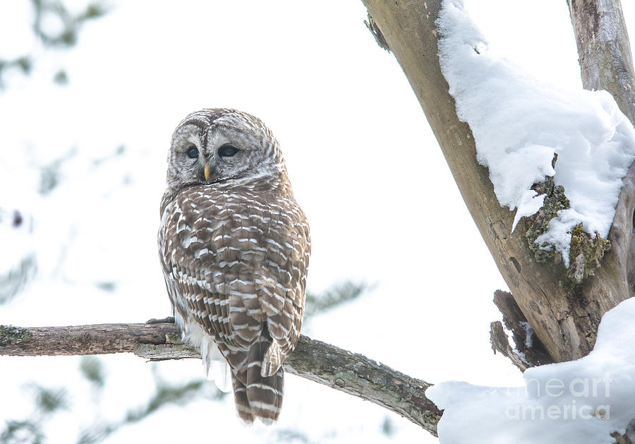 Winter Owl Photograph by Cheryl Baxter