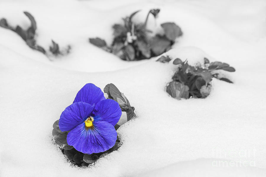 Winter Pansy Photograph by Diane Macdonald