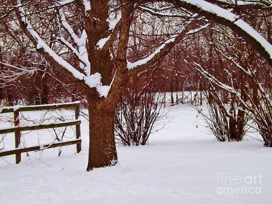 Winter Park Photograph by Brigitte Emme