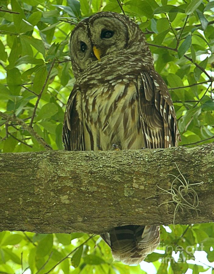 Owl Photograph - Winter Park Florida Owl by Adam Jewell