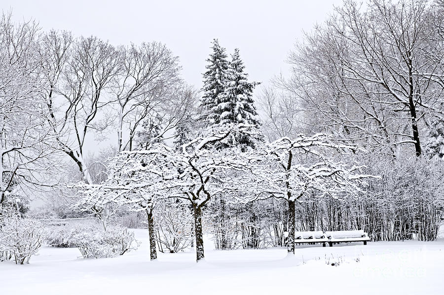 Winter park landscape 2 Photograph by Elena Elisseeva