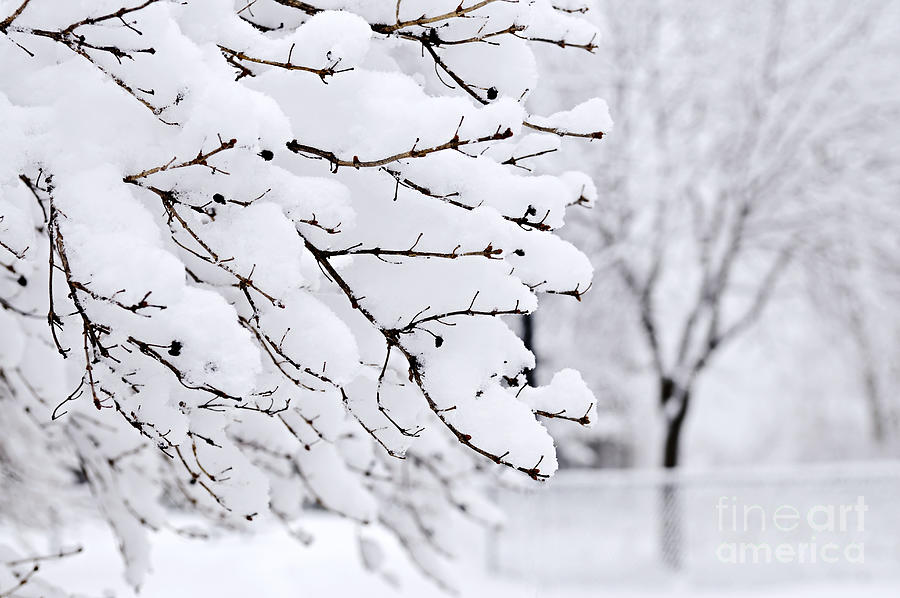 Winter park under heavy snow Photograph by Elena Elisseeva