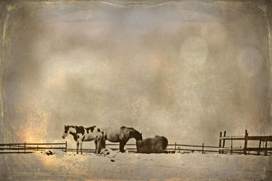 Horse Photograph - Winter Pasture by Darlene Bell