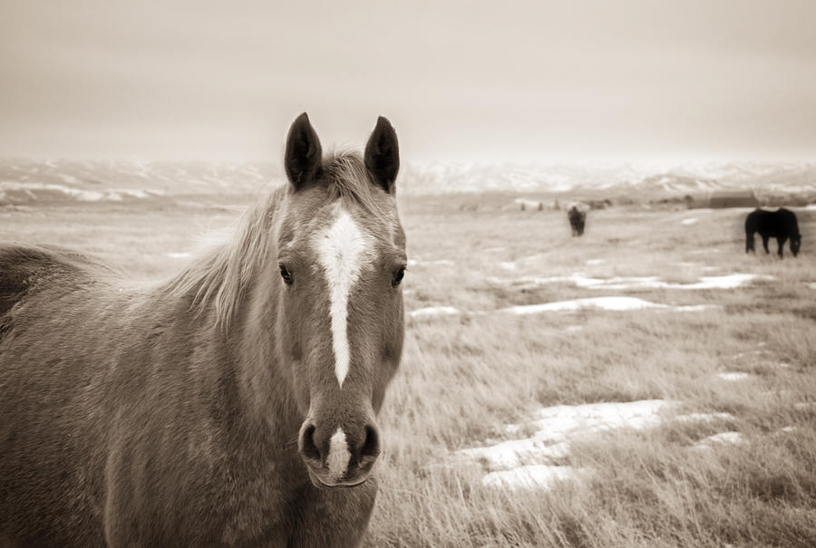 Winter Pasture Photograph by WyoGal Photography