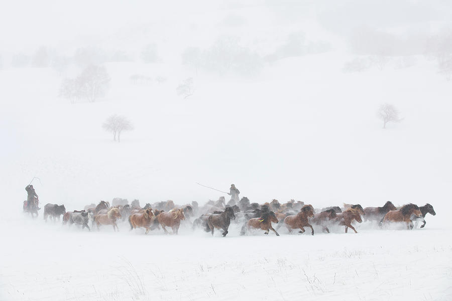 Horse Photograph - Winter Pastures by Tony Xu