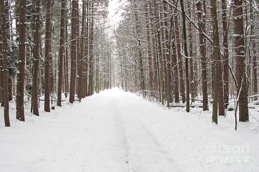 Winter Path 1312 Photograph by Jack Schultz