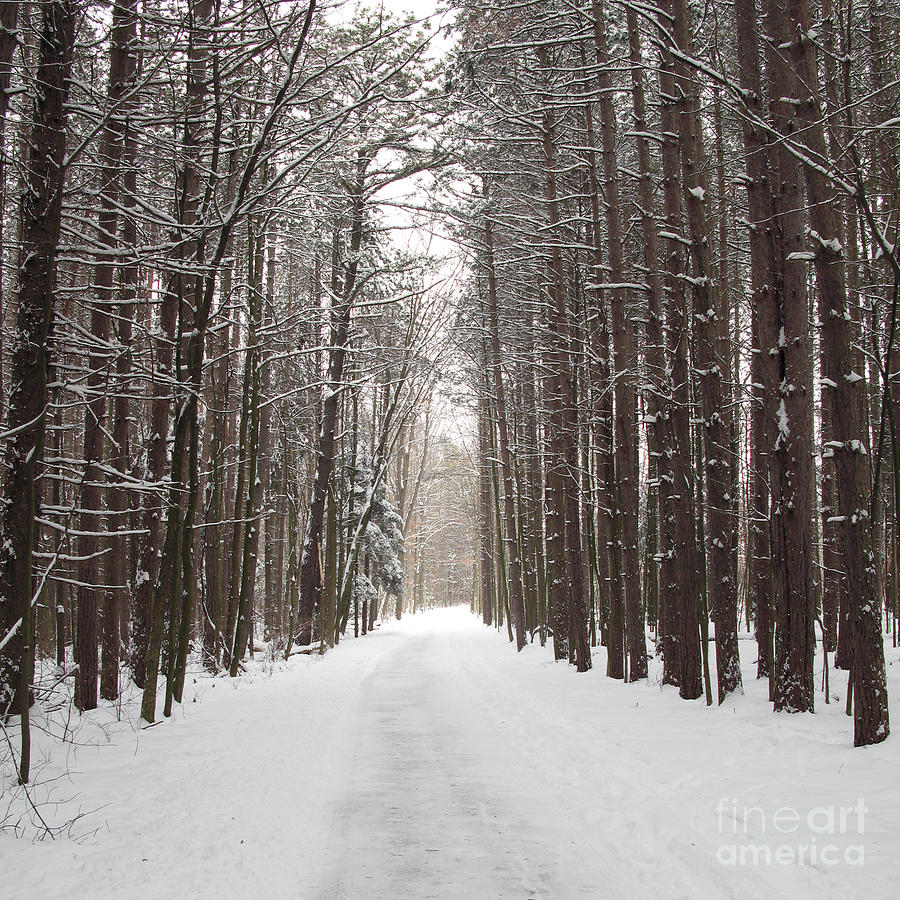 Winter Path 1315 Photograph by Jack Schultz