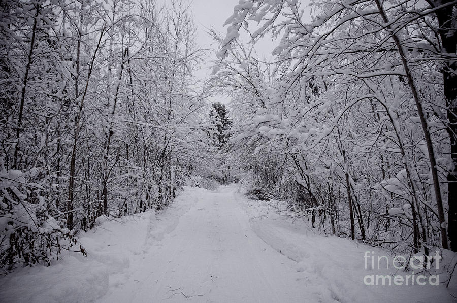 Winter Path Photograph by Cheryl Baxter