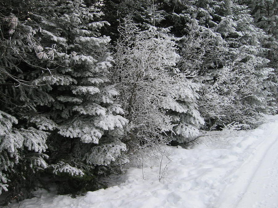 Winter Photograph - Winter Path by Kim Grantier