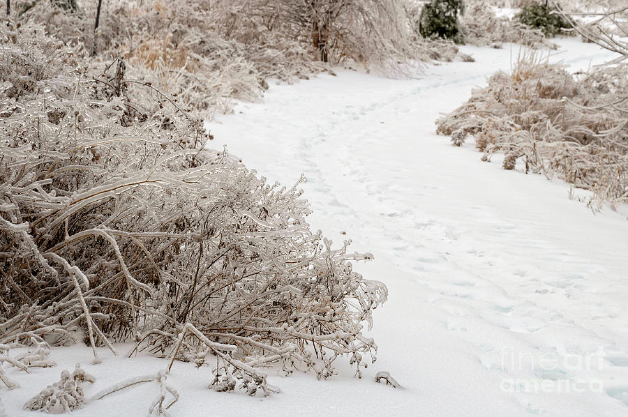 Winter Path Photograph by Les Palenik