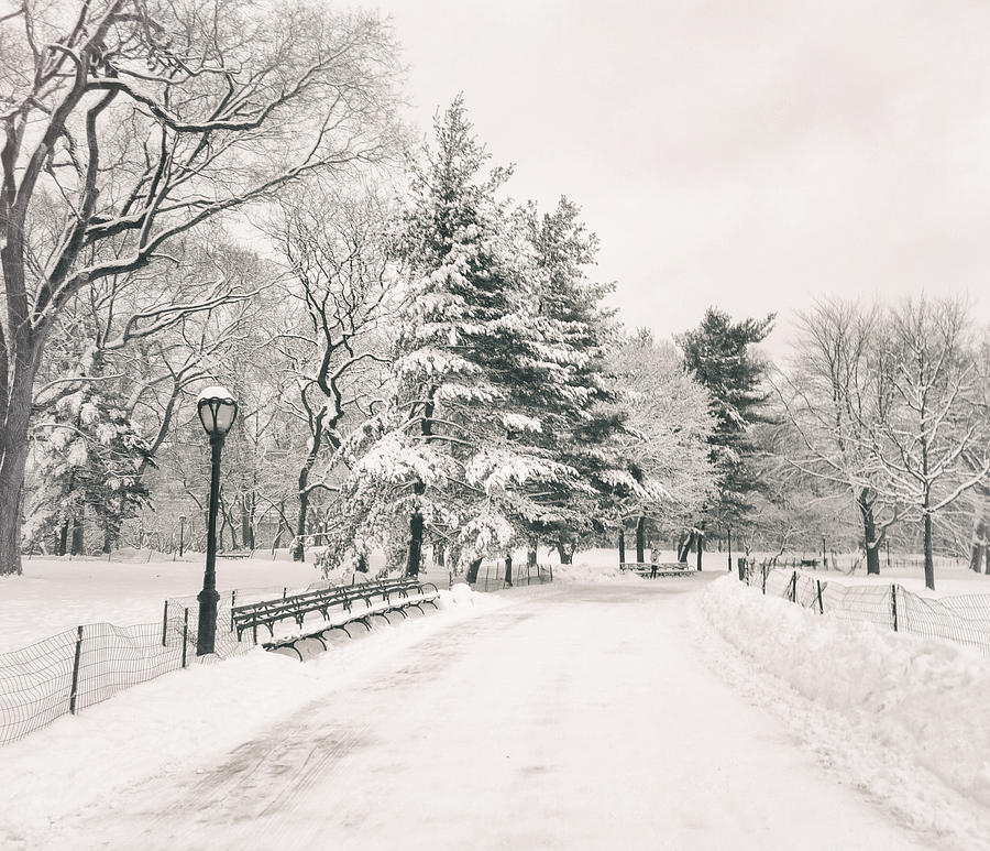 Winter Path - Snow Covered Trees in Central Park Photograph by Vivienne Gucwa