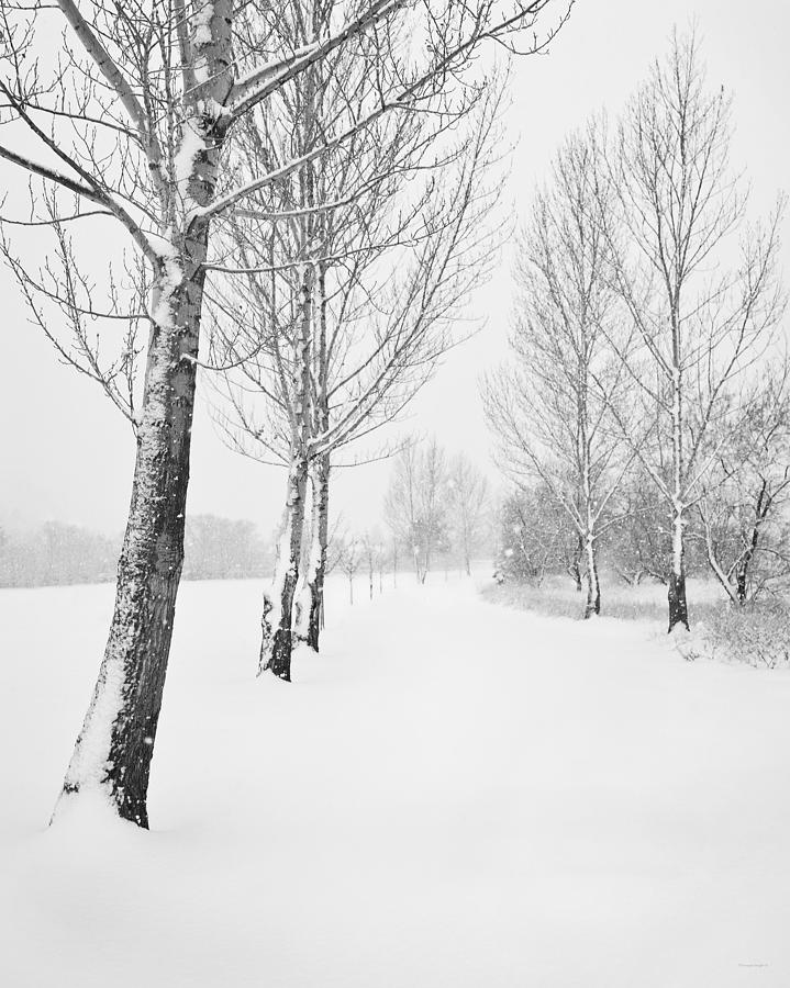 Winter Path Photograph by Theresa Tahara