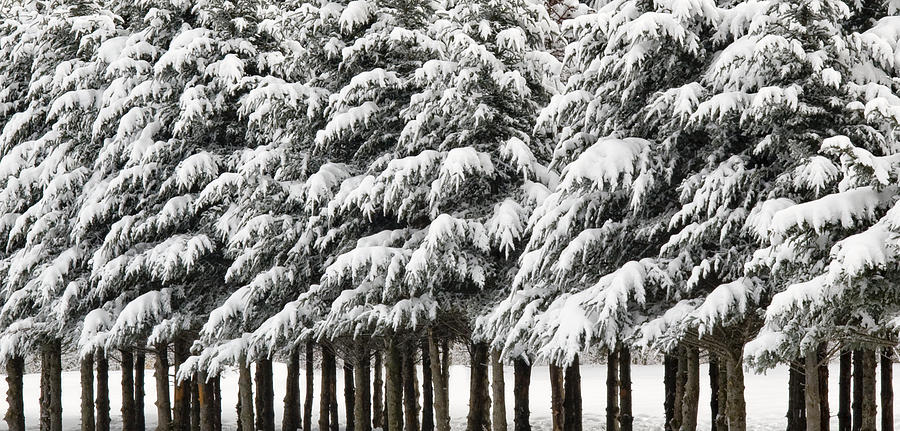 Winter Photograph by Paul Schreiber