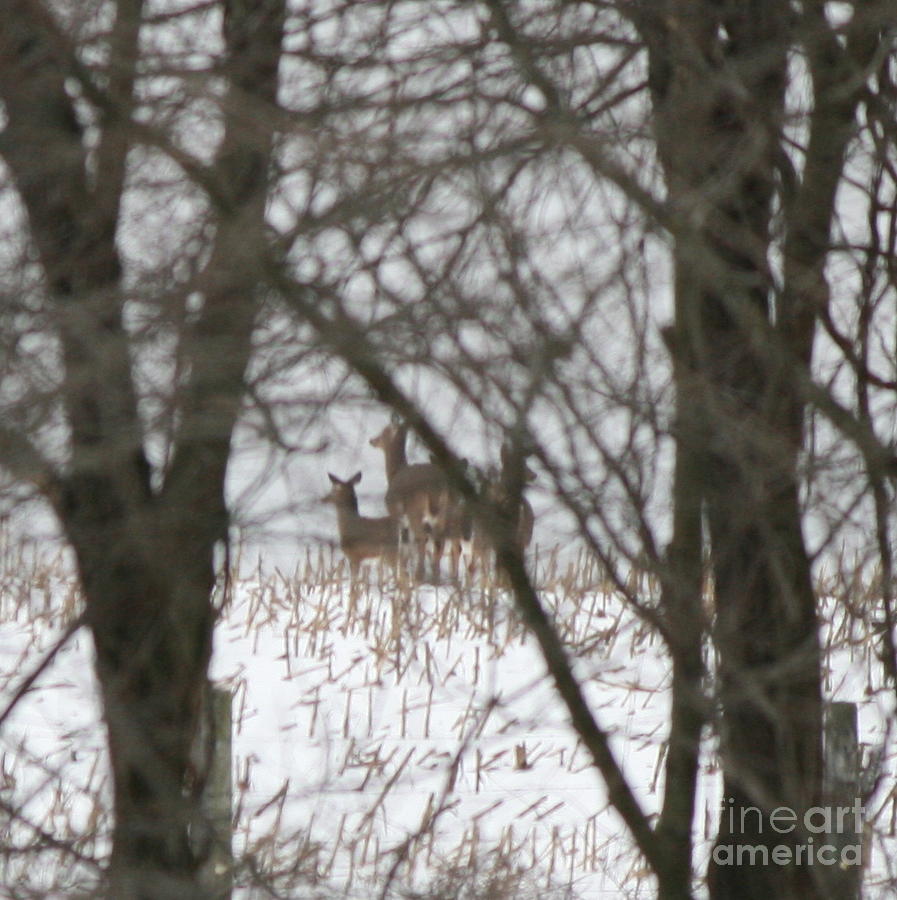 Wildlife Photograph - Winter Family Pause  by Neal Eslinger
