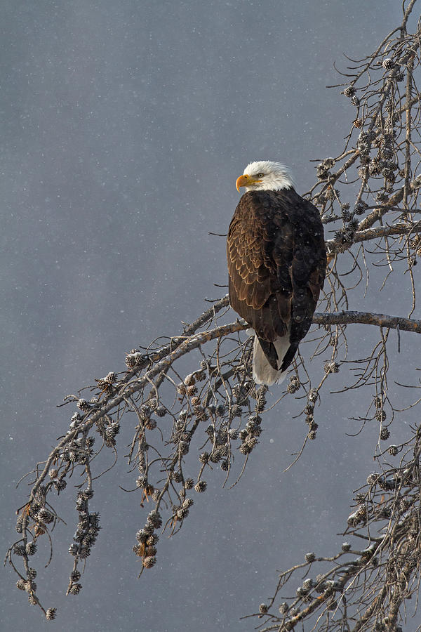 Winter Perch Photograph by Sandy Sisti
