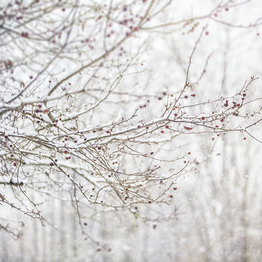 Winter Photograph Of Snow On Cherry Tree Branches Photograph By Lisa R