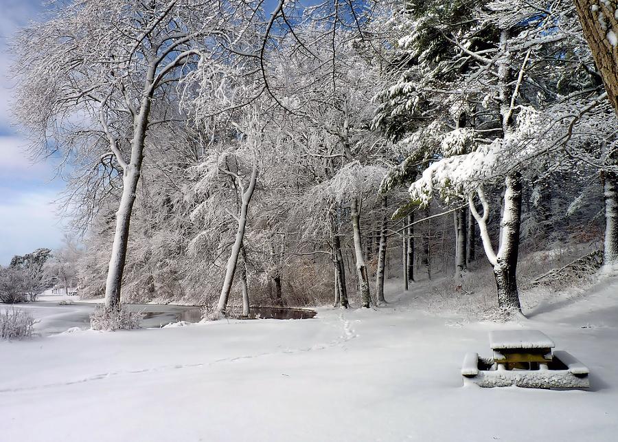 Winter Picnic Photograph by Janice Drew