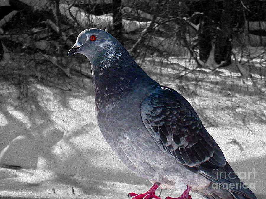 Winter Pigeon Photograph by Nina Silver