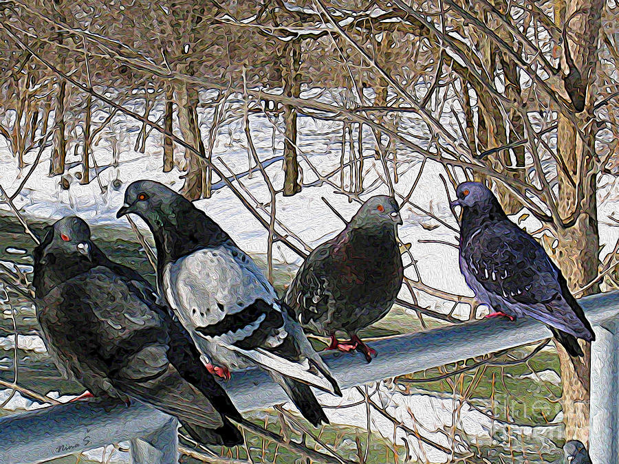 Bird Photograph - Winter Pigeon Party by Nina Silver