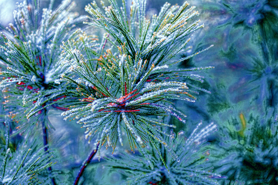 Winter Photograph - Winter Pine by Bonnie Bruno