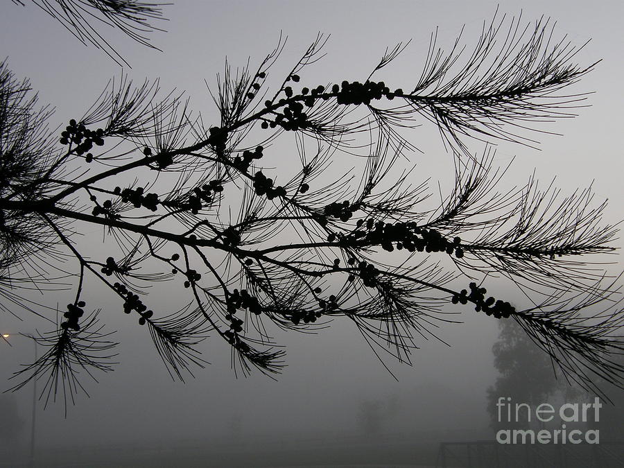 Winter pine branch Photograph by Bev Conover