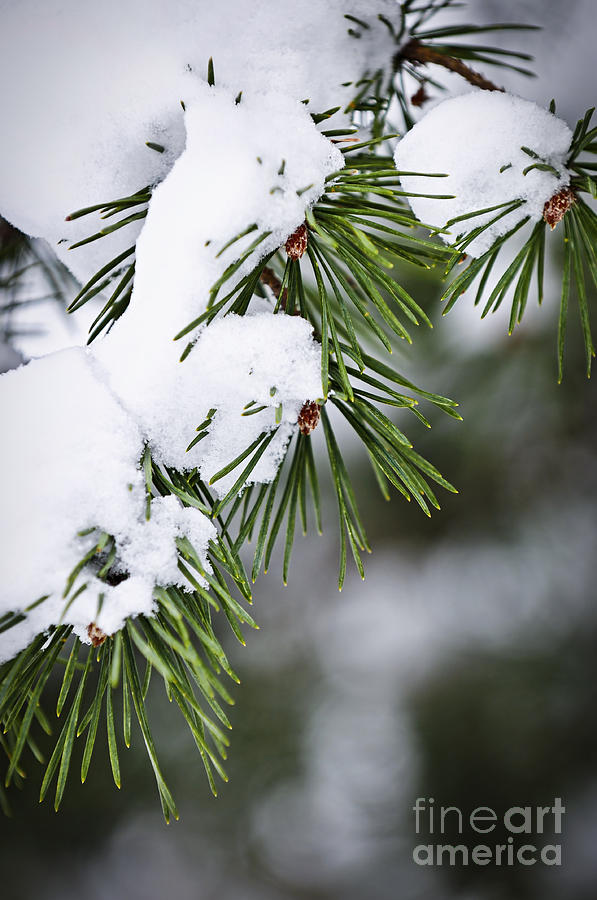 Winter Photograph - Winter pine branches by Elena Elisseeva