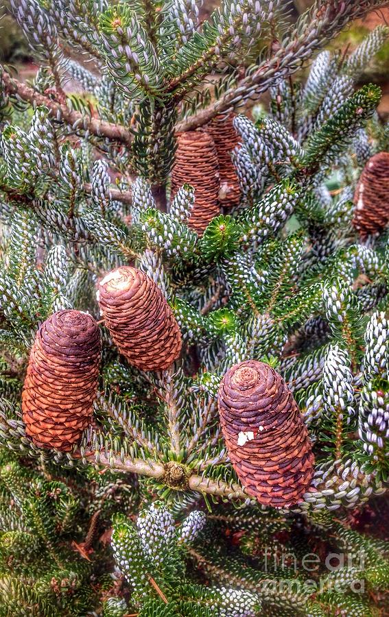 Winter Pine Cones Photograph by Susan Garren