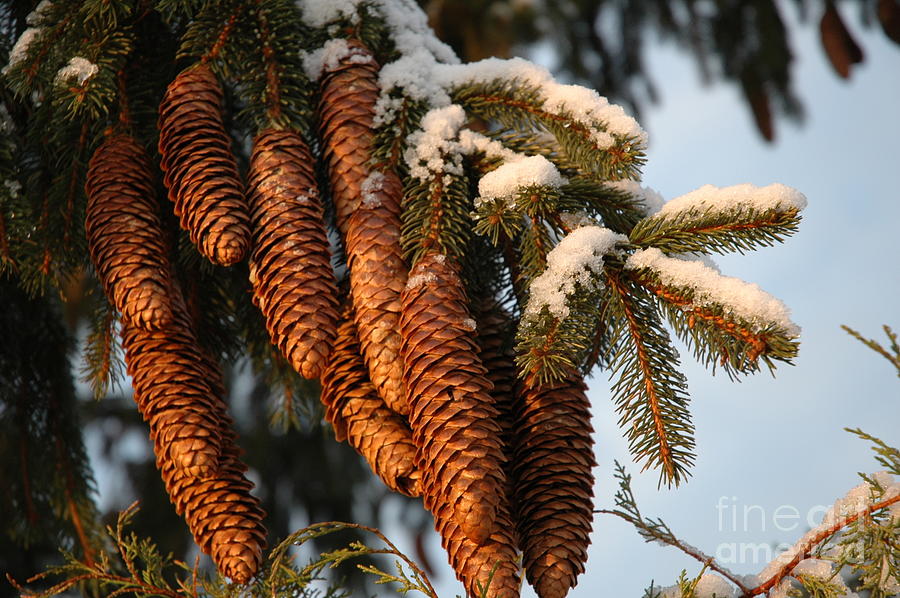 Winter Pine - Holiday  Photograph by Susan Carella