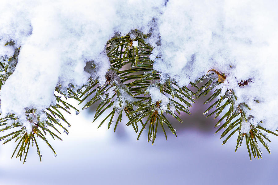 Winter Pine Pyrography by Rick Bartrand