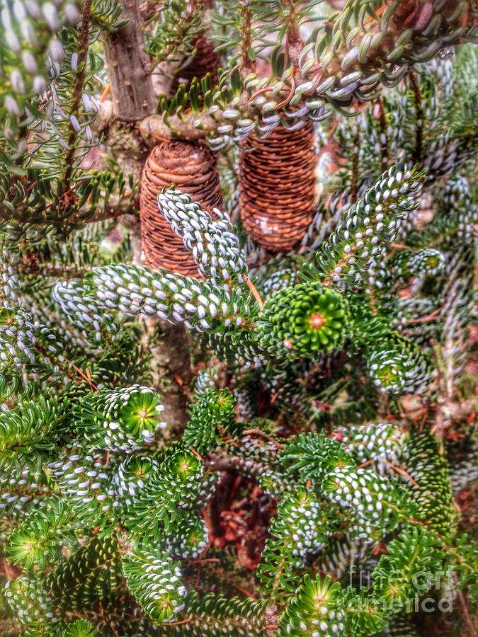 Winter Pine   Photograph by Susan Garren