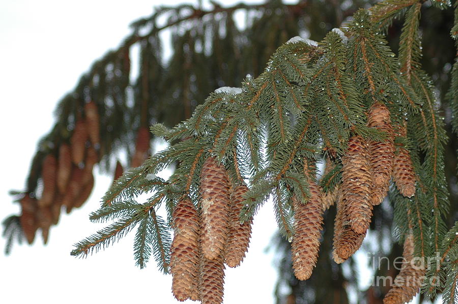 Winter Pine Tree  Photograph by Susan Carella