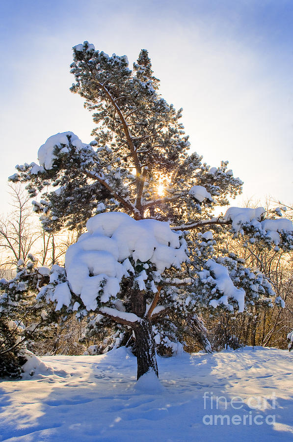 Winter Pine Tree Photograph by Terry Elniski