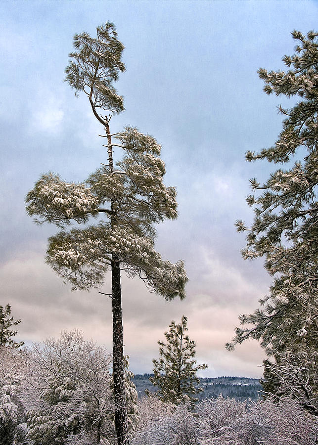 Winter Pines Digital Art by Kathleen Bishop