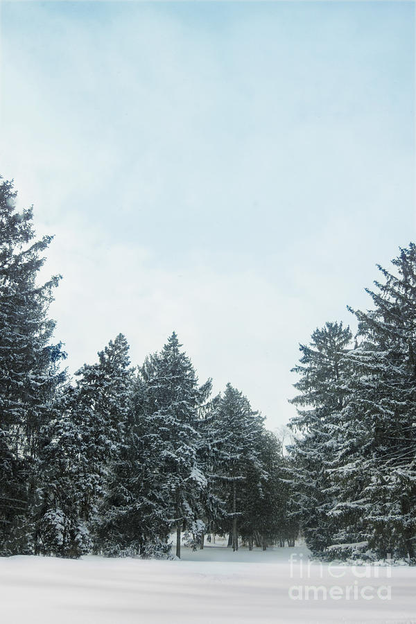 Outside Photograph - Winter Pines by Margie Hurwich
