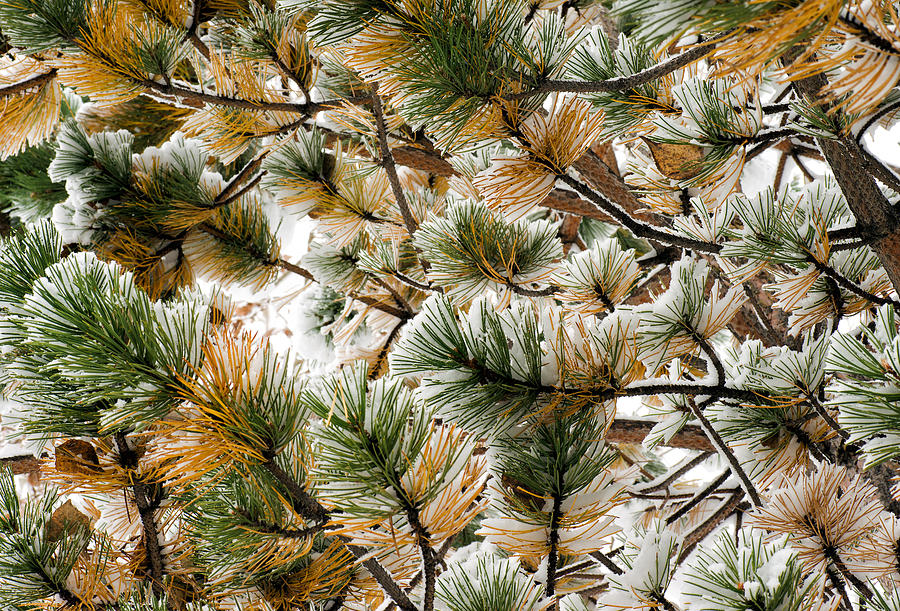 Winter Pines Photograph by Paul Berger
