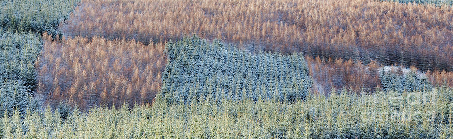 Winter Pines Scotland Photograph by Tim Gainey