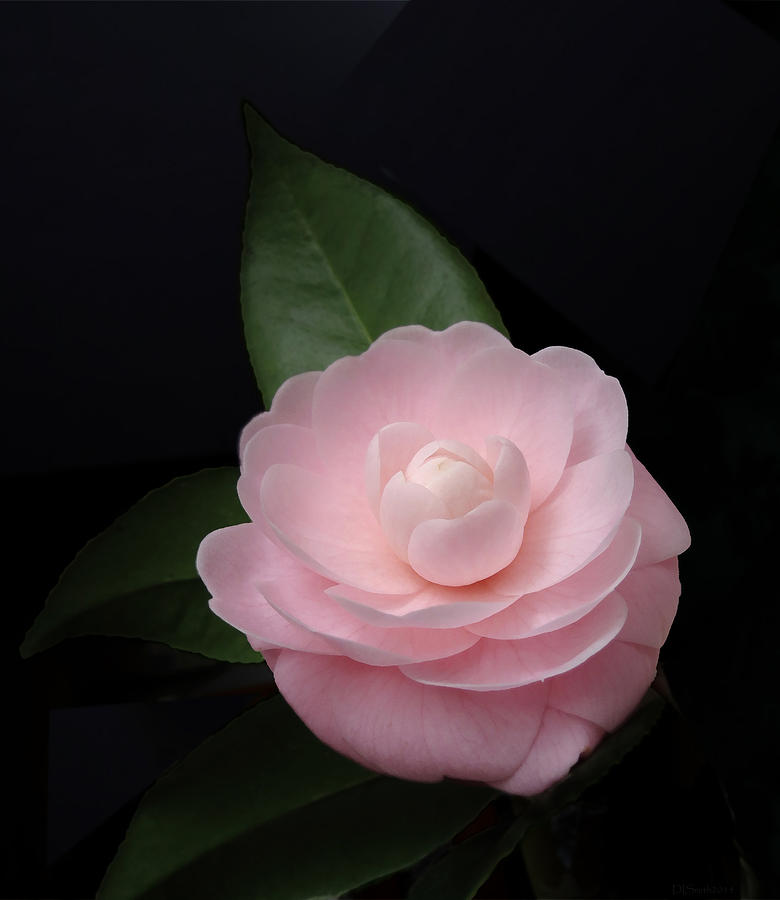 Winter Pink Camellia Photograph by Deborah Smith
