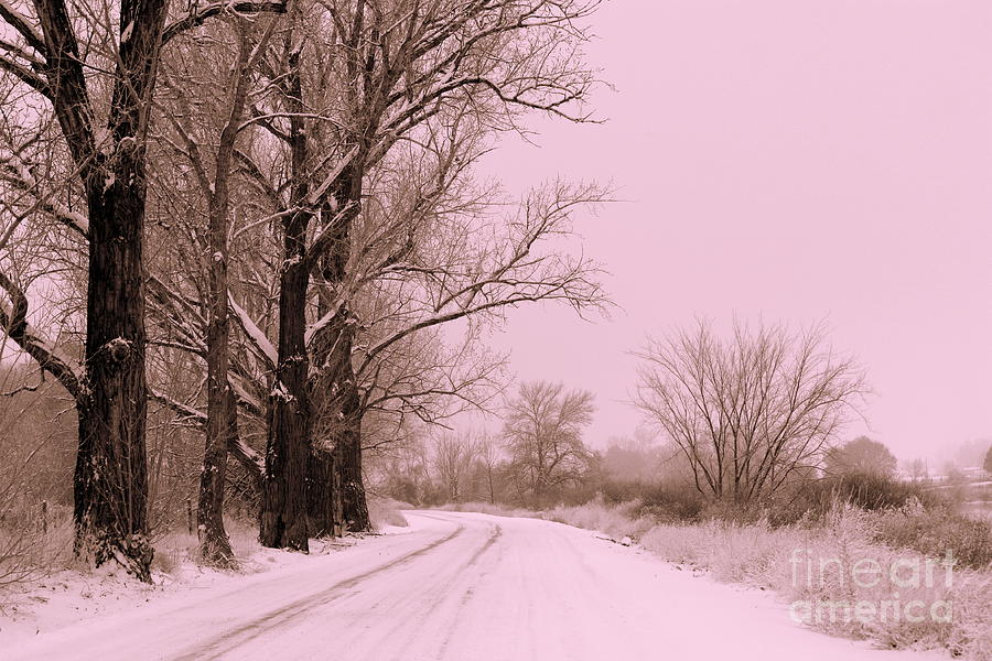 Winter Pink Photograph by Carol Groenen