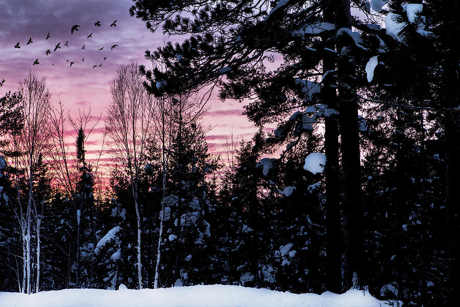 Winter Pink Sunset Photograph by Evie Carrier