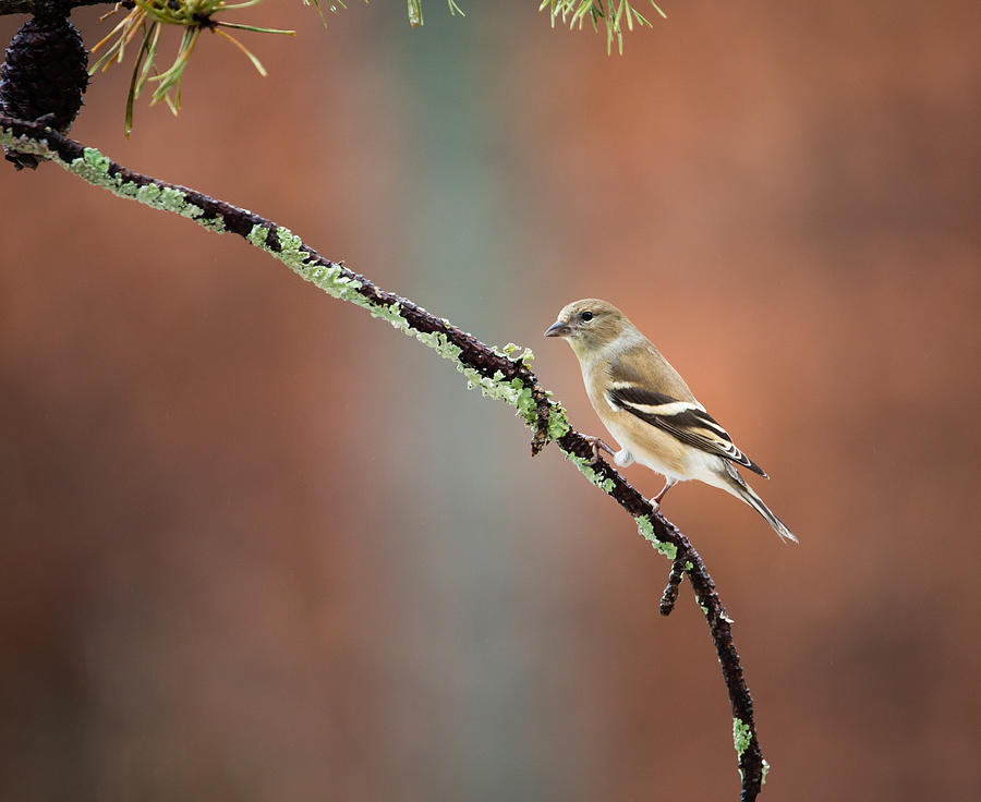 american goldfinch female winter
